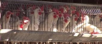 chickens-in-cages