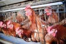 chickens-in-cages
